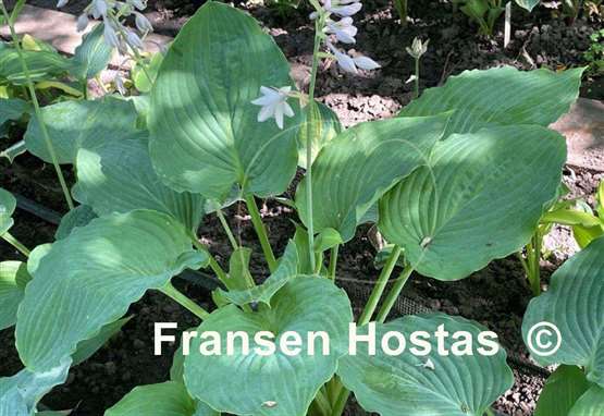 Hosta Valley's Magnum